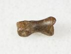 Small Theropod (Raptor) Toe Bone - Hell Creek Formation #12787-1